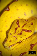 GTP2_neo.jpg