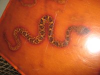 IMG_3155.jpg