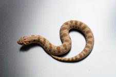 conda110.jpg
