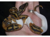 piebald.jpg