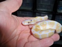python.jpg