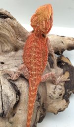 male trans dunner 7 inc2.jpg
