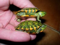 Trachemys dorbigni.jpg