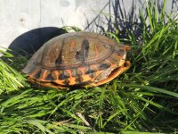 Trachemys dorbigni2.jpg