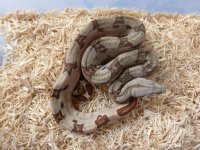Hypo Male pos Jungle het Albino A1 002.jpg