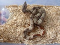 Hypo Male pos Jungle het Albino A1 003.jpg