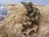 Hypo Male pos Jungle het Albino A1 004.jpg