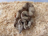Hypo Male pos Jungle het Albino A1 001.jpg