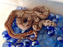 male hypo het leo ph lipstick.jpg