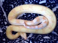 lipstick albino.jpg