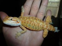 Male Hypo Leatherback 3.JPG