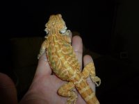 Male Hypo Leatherback.JPG