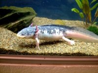 Harlequin Axie.jpg