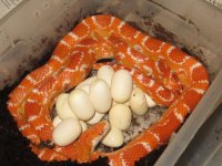 #1 with eggs (wide).jpg