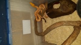 retic2.jpg