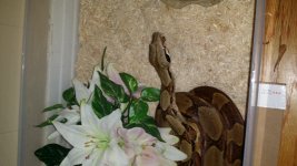 hypo boa.jpg