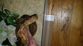 hypo boa 2.jpg