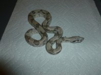 Ghost Male het 8 001.jpg