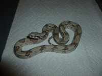 Ghost Male het 8 002.jpg