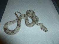 Ghost Male het 8 004.jpg