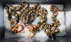 2014 het pied x het pied clutch.jpg