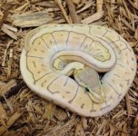 ghost_mojave_spider_f_large.jpg