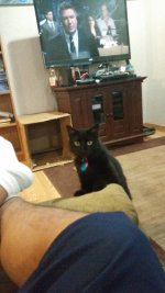 Cat.jpg