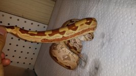 M ADHS FEMALE1.jpg