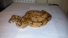 P ADHS Female 2---.jpg