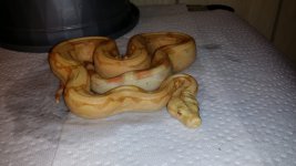 Arab Albino in Shed Female.jpg