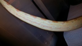 Arab Female Albino shed.jpg