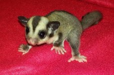 femaleglider.jpg