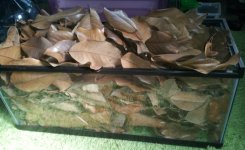 magnolia leaves 2.jpg