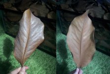 magnolia leaves size.jpg