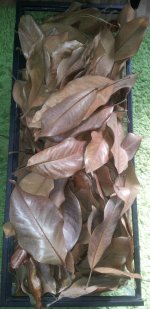 20 long magnolia leaves!.jpg