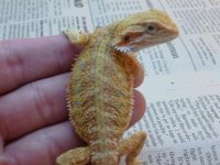 Female Hypo Citrus het Trans 2 003.jpg