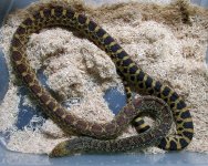 Female Triple Het Bull.jpg