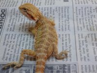 Female Hypo Citrus het Trans 2 001.jpg