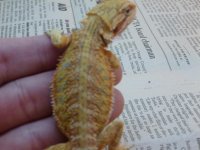 Female Hypo Citrus het Trans 2 002.jpg