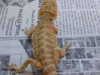 Female Hypo Citrus het Trans 2 004.jpg