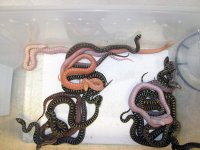 Bullsnake Clutch Shot.jpg