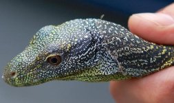 Croc Monitor.10.jpg