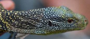 Croc Monitor.11.jpg