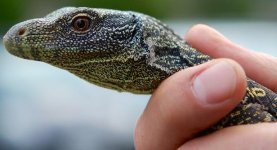 Croc Monitor.15.jpg
