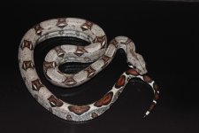 Coloboa1.JPG