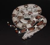 coloboa2.JPG