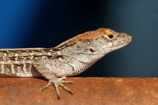 redjead anole.jpg
