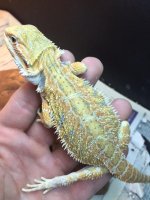 Citrus Hypo Female 1.JPG