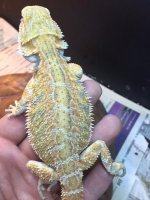 Citrus Hypo Female 2.JPG