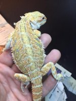 Citrus Hypo Female 3.JPG
